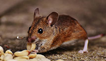 24 Hour & Emergency Exterminators in Huntsville, MO